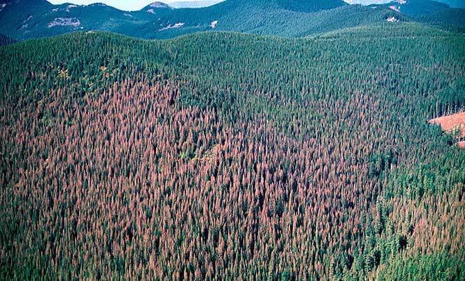 Forrest land