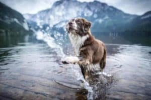 proud dog in stream