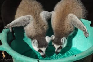 Lemurs drinking water