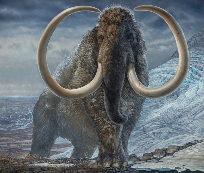 Image by James Havens An adult male woolly mammoth navigates a mountain pass in Arctic Alaska 17,100 years ago. The image is produced from an original life-size painting by paleo artist James Havens. The painting is housed at the University of Alaska Museum of the North in Fairbanks.