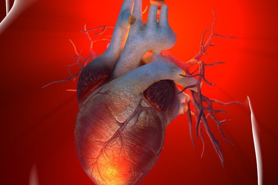 Heart illustration