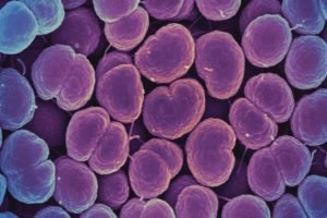 neisseria gonorrhoeae