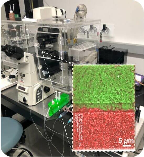 Microfluidic device containing an engineered bacterial consortia with programmed intercellular communication.