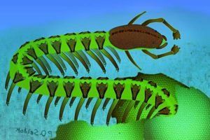 Artist's impression of an individual 525-million-year-old Cardiodictyon catenulum on the shallow coastal sea floor, emerging from the shelter of a small stromatolite built by photosynthetic bacteria.