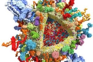 The cover illustration shows vacuolar-type adenosine triphosphatases (V-ATPases, large blue structures) on a synaptic vesicle from a nerve cell in the mammalian brain. Image: C. Kutzner, H. Grubmüller and R. Jahn/Max Planck Institute for Multidisciplinary Sciences.