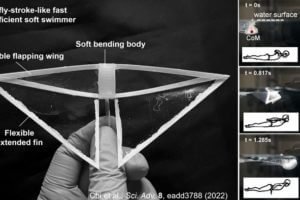 Inspired by the biomechanics of the manta ray, researchers at North Carolina State University have developed an energy-efficient soft robot that can swim more than four times faster than previous swimming soft robots. The robots are called “butterfly bots,” because their swimming motion resembles the way a person’s arms move when they are swimming the butterfly stroke.