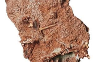 Fossil – the whole specimen showing the skull (left) and skeleton (base of specimen)