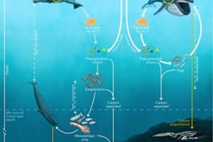 Whale diagram
