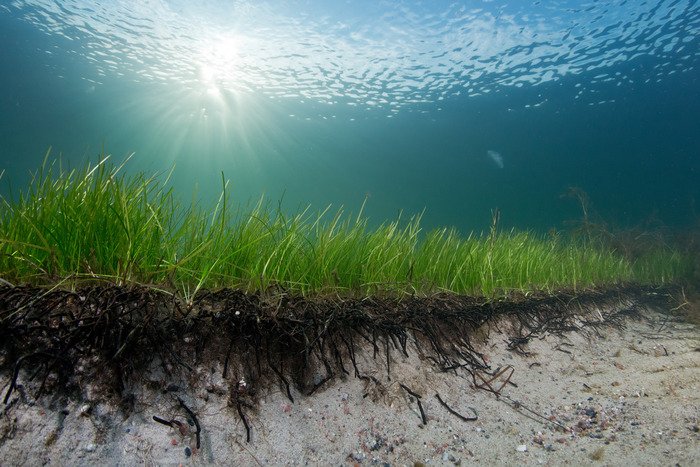 Sea grass underwater