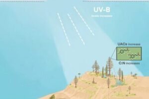 The impacts of ozone depletion and elevated UV-B levels on the terrestrial ecosystem