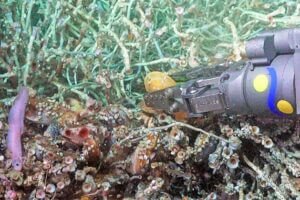 The light purple fish in the lower left of this photo is Pyrolycus jaco, a newly identified species of eelpout. It’s shown here among mussels and tubeworms at the Jacó Scar hydrothermal seep. Image credit: ROV SuBastian/Schmidt Ocean Institute