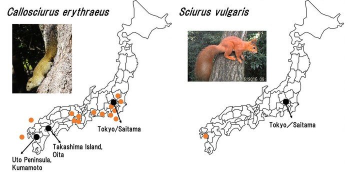 Distribution of two non-native squirrel species in Japan: Pallas's squirrel (Callosciurus erythraeus; left) and Eurasian red squirrel (Sciurus vulgaris; right). Sites of invasion are depicted in orange. The four successful eradication sites are shown in black.