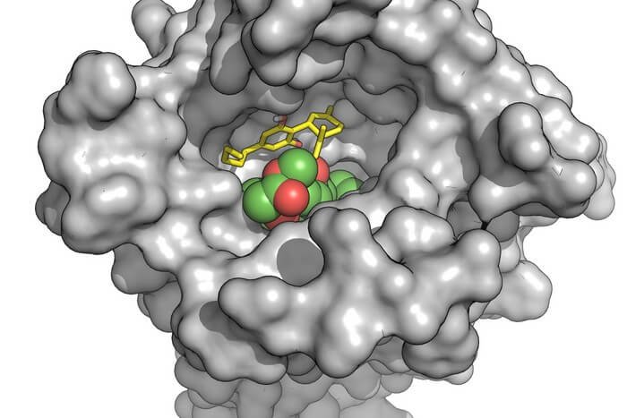 CBD (yellow stick structure) interferes with binding of an opioid (green and red) by stabilizing an opioid receptor (gray) in its inactive form.