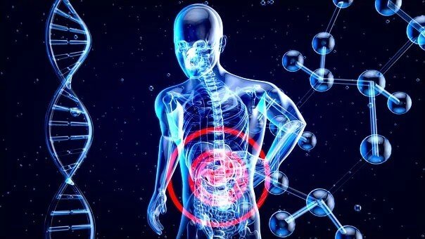 Internal organs illustration