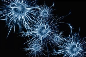 Neurons
