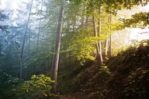 Shadowy forrest