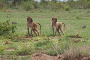 Two infant baboons, born during one of the worst droughts of the past five decades in Amboseli, have made it to the rainy season. Their survival is still uncertain. If they make it to adulthood, they will contribute to scientists’ understanding of how early adversity affects adult health, physiology, gene expression and survival. Credit: Susan C. Alberts, Duke University