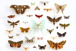 Moths in a case