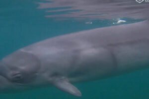 A pygmy right whale (Caperea marginata) in the wild.