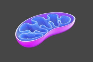 Mitochondria illustration. Pixabay