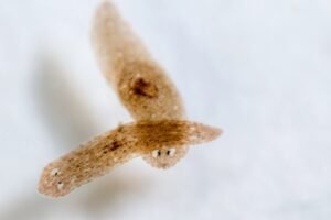 Understanding what turns regeneration on and off could lead to advances in medical treatments and interventions, including implications related to cancer. (Image credit: Rattiya Thongdumhyu / Shutterstock)