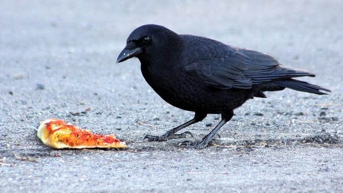 American Crow with pizza. One characteristic of urban wildlife is their taste for a wide variety of foods.