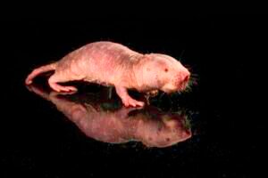 University of Rochester researchers successfully transferred a longevity gene from naked mole rats to mice, resulting in improved health and an extension of the mouse’s lifespan.