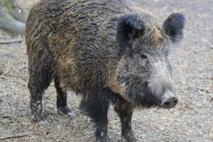 Wild boar