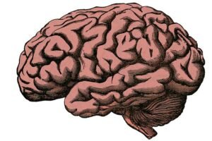brain illustration