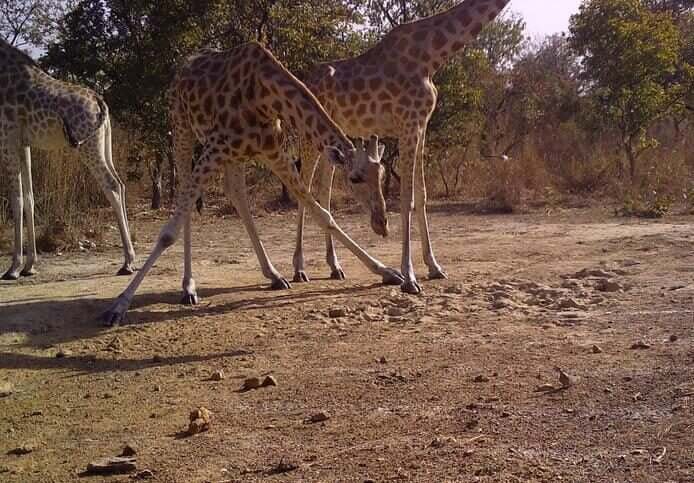 Giraffes