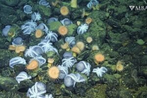 An aggregation of female pearl octopus (Muusoctopus robustus) nesting at the Octopus Garden, located near Davidson Seamount off the Central California at a depth of approximately 3,200 meters. Researchers used MBARI's advanced technology to confirm pearl octopus gather at the Octopus Garden to mate and nest. Warm water from hydrothermal springs accelerates development of octopus embryos, giving young octopus a better chance of survival.