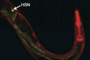 In a C. elegans worm the neuron HSN has a critical role in directing several coordinated behaviors. This image labels HSN in green, showing its extension all the way to the worm's head (labeled in red).