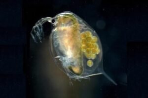 The humble waterflea, or Daphnia, could unlock successful wastewater treatment