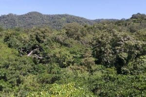 Forest CREDIT Jesús Aguirre Gutiérrez
