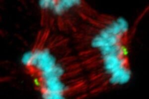 This image shows a cancer cell undergoing abnormal mitosis and dividing into three new cells rather than two following treatment with a microtubule poison.