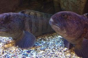 Wolffish