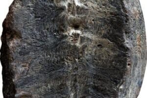 The fossil that was originally interpreted to be a plant, but researchers have now discovered is the inside of the shell of a baby turtle.