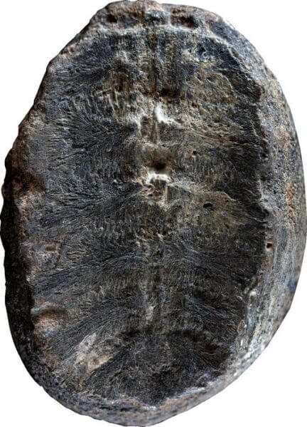 The fossil that was originally interpreted to be a plant, but researchers have now discovered is the inside of the shell of a baby turtle.