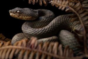 Brown morph of Shah’s Eyelash-Pitviper