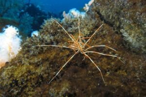 Giant Antarctic sea spider (Photo credit: R. Robbins)