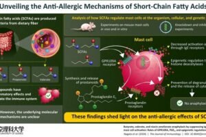 Gut bacteria break down dietary fiber into short-chain fatty acids, which are known to affect our immune system. In this study, researchers investigated in detail the mechanisms by which these compounds mediate the activation of mast cells.