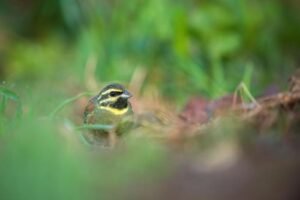 A new study explored how Cirl buntings relocated as part of conservation programmes can successfully learn the song repertoires they need to communicate – and ultimately survive – in the wild