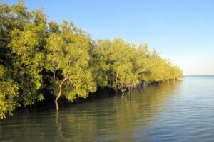 Mangroves are major carbon sinks. New research shows that the climate mitigation effect is even better than previously thought.