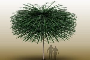 fossil tree