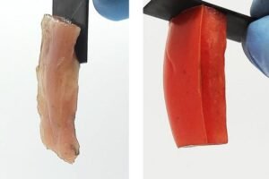 These soft materials (chicken on the left and tomato on the right) permanently stick to hard surfaces just by passing electricity through them.