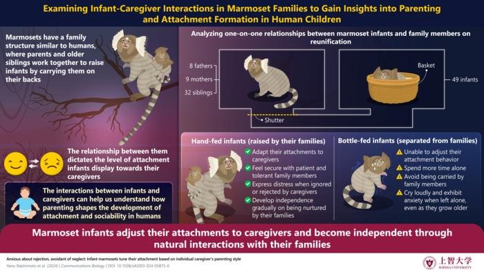 Marmoset infants infographic