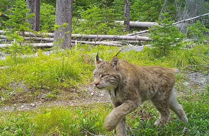 Using a model validated by historic records, researchers found that in 1900, Canada lynx had more suitable habitat in the U.S. than the few northern corners of the country where they are found currently. The model also helped reveal more potential future habitat for lynx in the future: namely in parts of Utah, central Idaho and the Yellowstone National Park region.