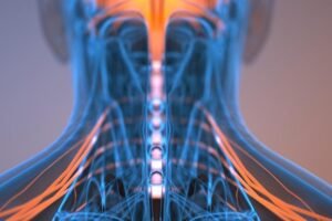 Illustration of spinal cord