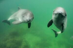 Harbor porpoises need to eat 2000 fish a day to meet their energy needs. Not because it's demanding to swim, dive and hunt as they are streamlined and very energy efficient. They simply need vast amounts of energy to keep warm in the cold water.