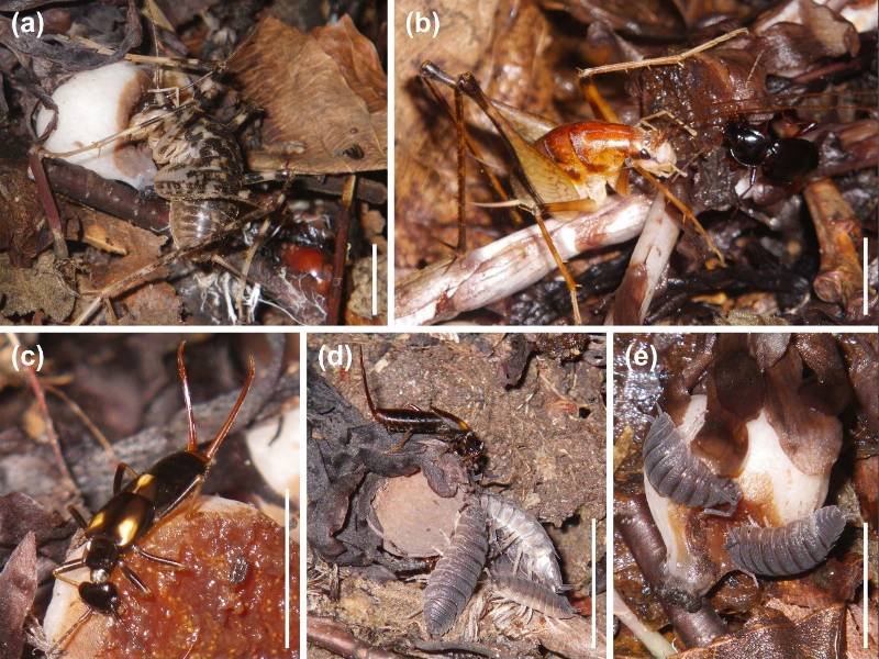 Nightly automated photography revealed which animals are the main consumers of the fruit: camel crickets (A: Diestrammena japonica, B left: Diestrammena brunneri), ground beetles (B right: Synuchus sp.), earwigs (C, D top: Eparchus yezoensis) and woodlice (D bottom, E: Porcellio scaber).